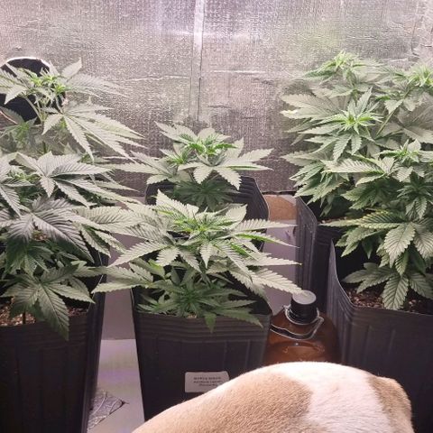 Segunda fornada growlog timeline photo