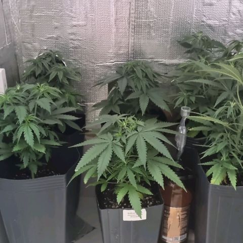 Segunda fornada growlog timeline photo