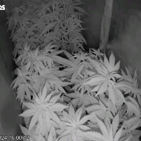 Segunda fornada growlog timeline photo