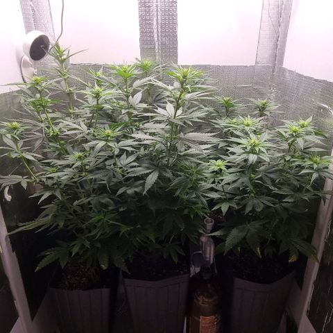 Segunda fornada growlog timeline photo