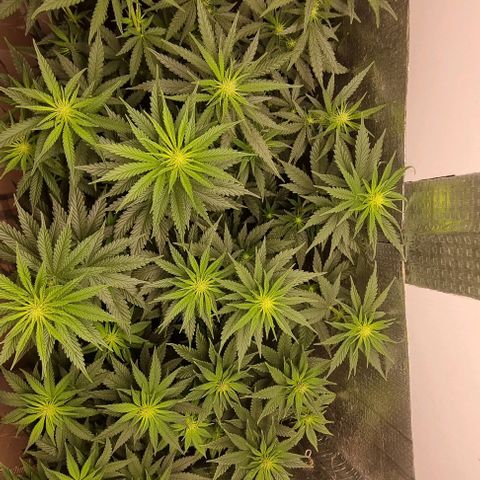 Segunda fornada growlog timeline photo