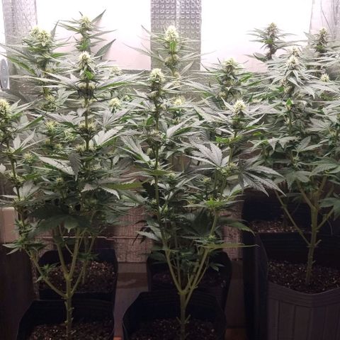 Segunda fornada growlog timeline photo