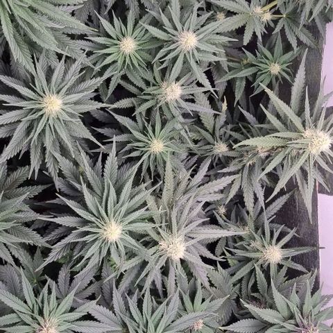 Segunda fornada growlog timeline photo
