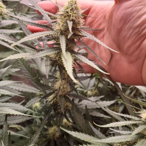 Segunda fornada growlog timeline photo