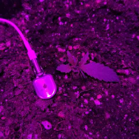 Arahand Seeds - Fast growlog photo: El crecimiento es notorio pero deforme.