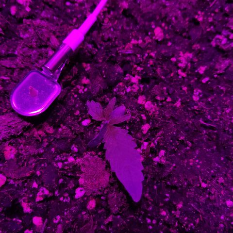 Arahand Seeds - Fast growlog photo: Crecimiento más evidente. Producto del estrés en la etama de germinación, las hojas crecieron de una forma diferente a lo normal.