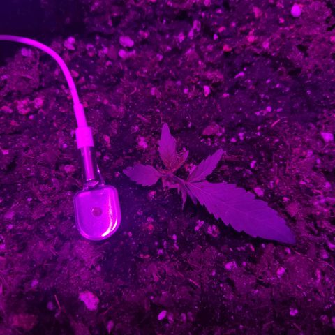 Arahand Seeds - Fast growlog timeline photo