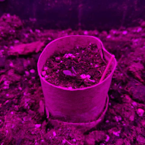 Arahand Seeds - Fast growlog timeline photo