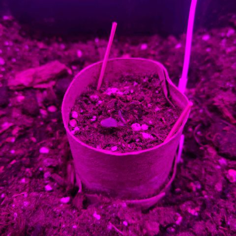 Arahand Seeds - Fast growlog timeline photo