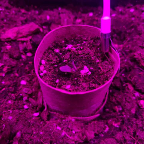 Arahand Seeds - Fast growlog timeline photo