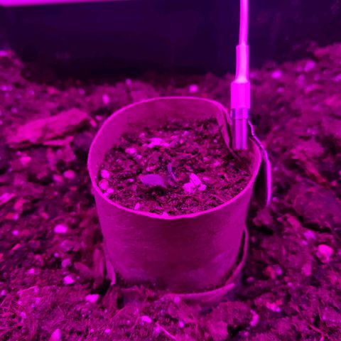 Arahand Seeds - Fast growlog timeline photo