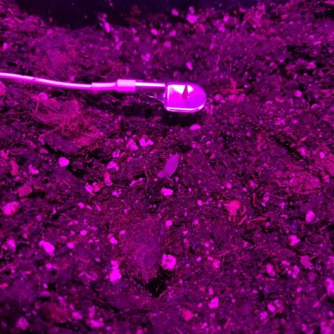 Arahand Seeds - Fast growlog timeline photo