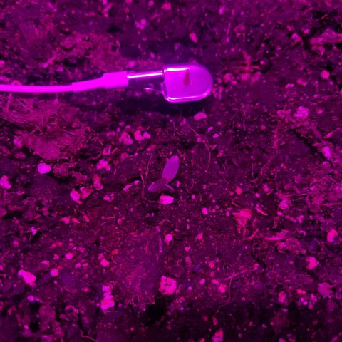 Arahand Seeds - Fast growlog timeline photo