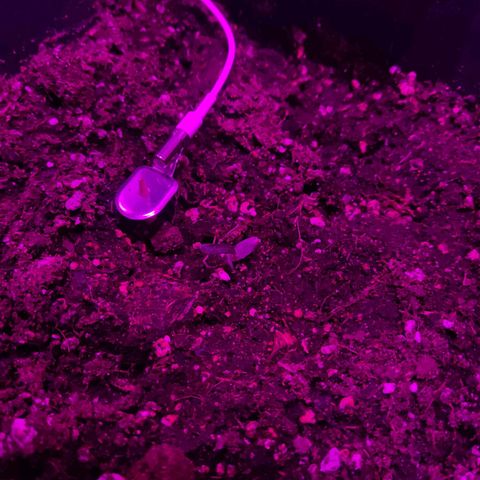 Arahand Seeds - Fast growlog timeline photo