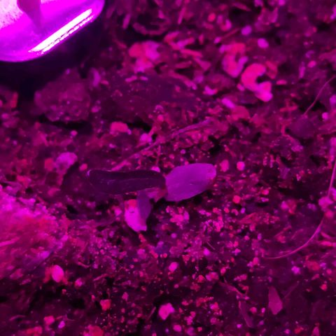 Arahand Seeds - Fast growlog photo: Aquí ya se ve como creció un nuevo cotiledon, producto del estrés.