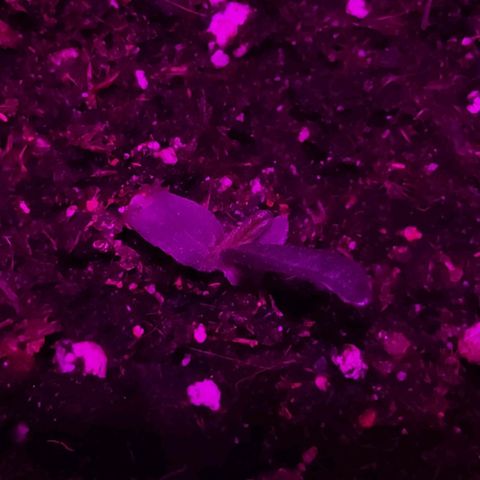 Arahand Seeds - Fast growlog photo: Aquí ya se ve la primera hoja real, creciendo entre el cotiledon nuevo y el primero.