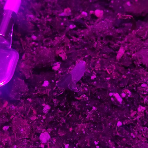 Arahand Seeds - Fast growlog timeline photo