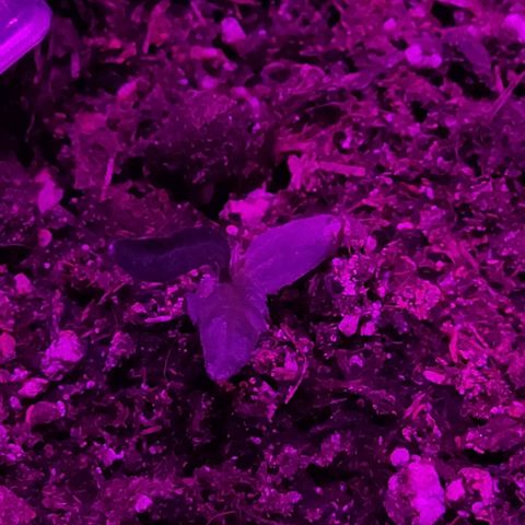 Arahand Seeds - Fast growlog photo: La hoja real crece rápidamente, solo una hoja, sin su par, producto del estrés.