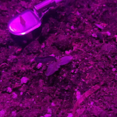 Arahand Seeds - Fast growlog timeline photo