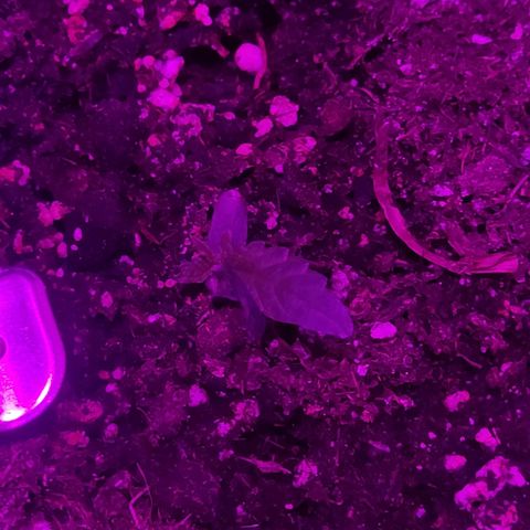 Arahand Seeds - Fast growlog timeline photo
