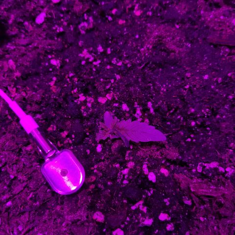 Arahand Seeds - Fast growlog photo: Se ve como comienzan a crecer las otras hojas reales, para ya tener un par en total.