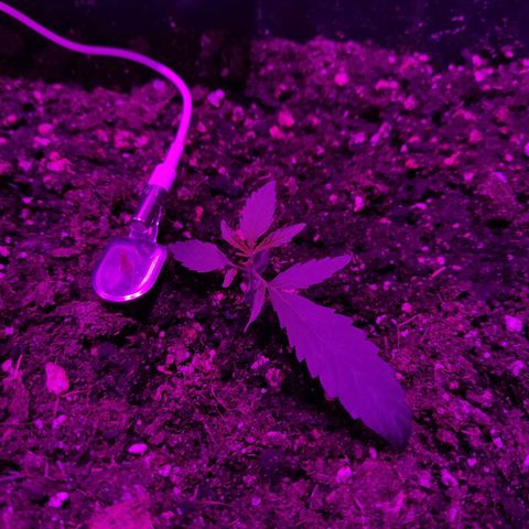 Arahand Seeds - Fast growlog timeline photo