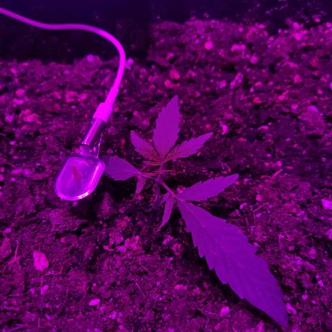 Arahand Seeds - Fast growlog timeline photo