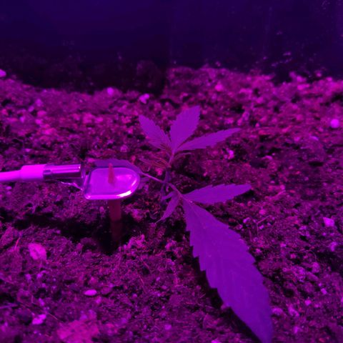 Arahand Seeds - Fast growlog timeline photo