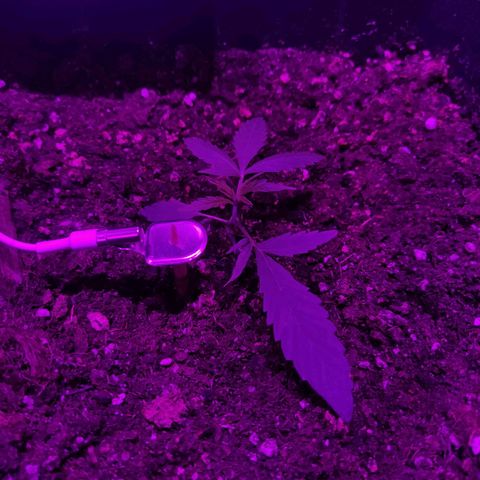 Arahand Seeds - Fast growlog timeline photo