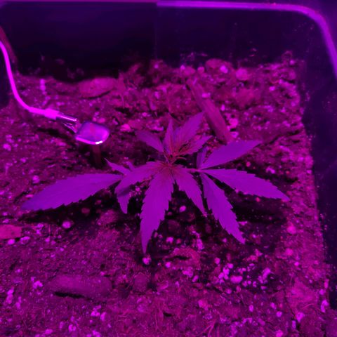 Arahand Seeds - Fast growlog timeline photo