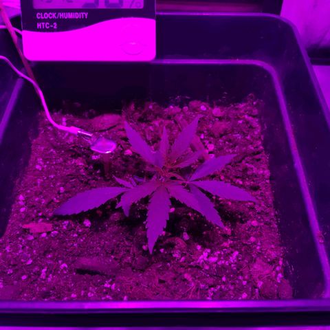 Arahand Seeds - Fast growlog timeline photo