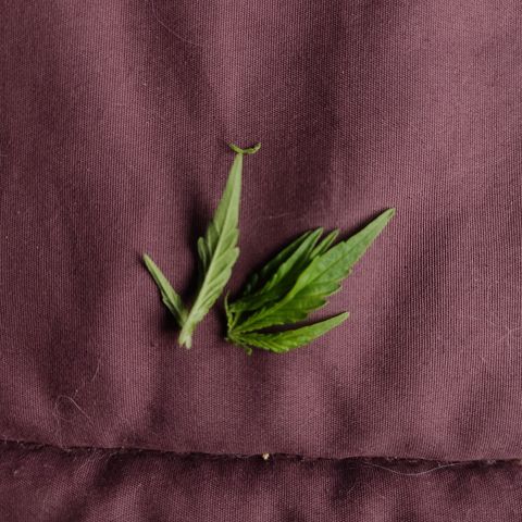 Arahand Seeds - Fast growlog photo: FIM