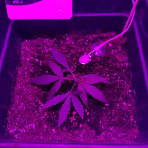 Arahand Seeds - Fast growlog photo: FIM