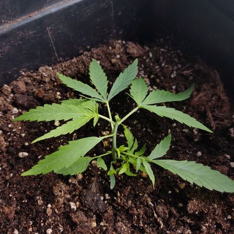 Arahand Seeds - Fast growlog photo: FIM