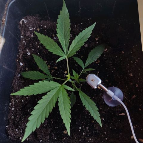 Arahand Seeds - Fast growlog timeline photo