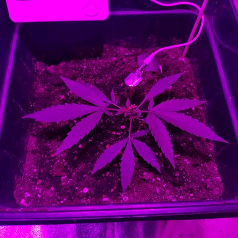 Arahand Seeds - Fast growlog timeline photo
