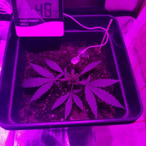 Arahand Seeds - Fast growlog timeline photo