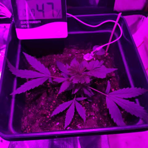 Arahand Seeds - Fast growlog timeline photo