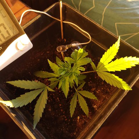 Arahand Seeds - Fast growlog timeline photo