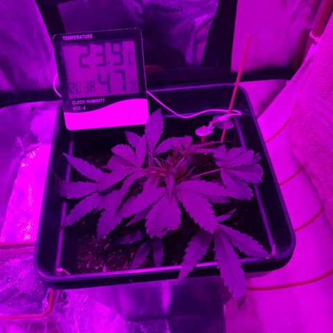 Arahand Seeds - Fast growlog timeline photo