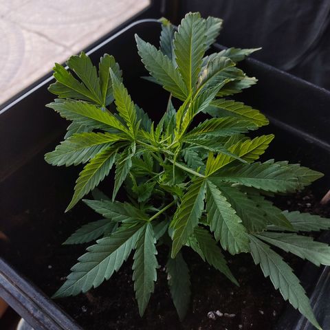 Arahand Seeds - Fast growlog timeline photo