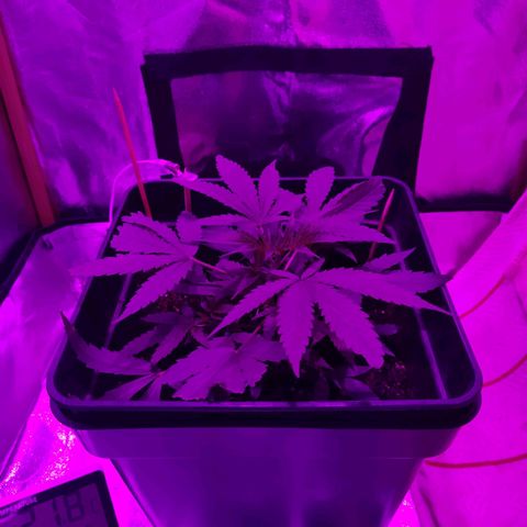 Arahand Seeds - Fast growlog timeline photo