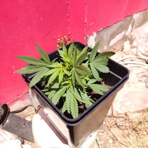 Arahand Seeds - Fast growlog photo: Se mueve de locación, para crianza en exterior.
