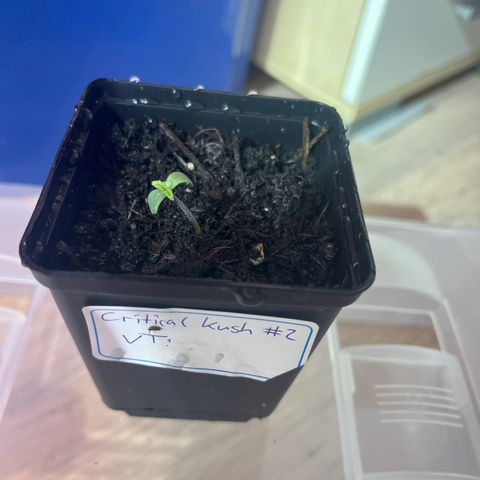 Critical Kush #2 growlog timeline photo