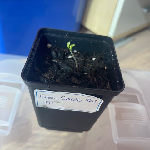 Green Gelato #1 growlog timeline photo