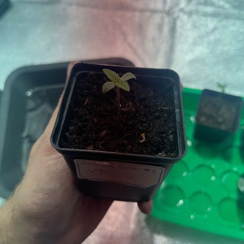 Critical Kush #2 growlog timeline photo