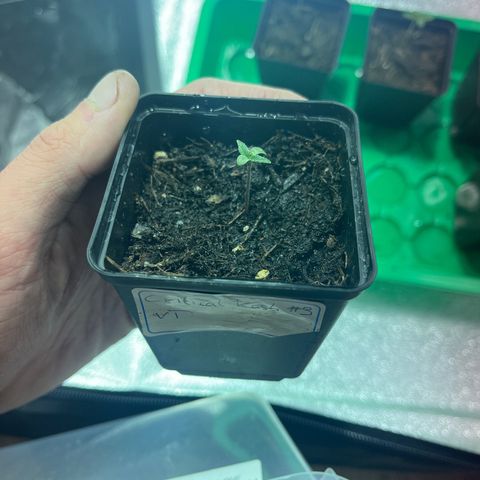 Critical Kush #3 growlog timeline photo