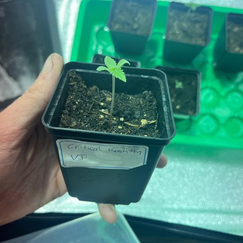 Critical Kush #1 growlog timeline photo