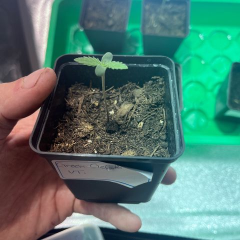 Green Gelato #3 growlog timeline photo