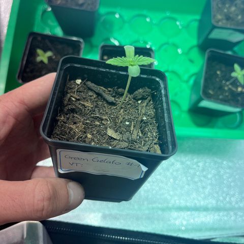 Green Gelato #1 growlog timeline photo